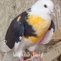 جوجه ابلغ تیکه پاره