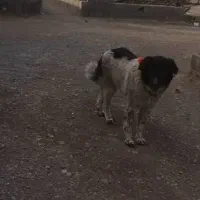 سگ لاس|سگ|پیر بکران, |دیوار