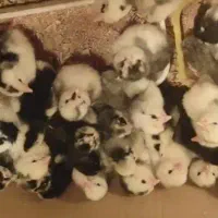 جوجه مرغ گلین اصیل ضد جنگ مخصوص آرامش فرزندان شما