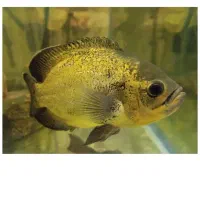 دو عدد ماهی اسکار مولد