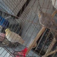 جفت مولد همراه با یک جوجه|پرنده|باقرشهر, |دیوار