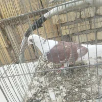 کفتر  گلی عروسک|حیوانات|قم, علی آباد سعدگان|دیوار