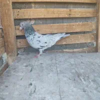 کبوتر|پرنده|بم, |دیوار