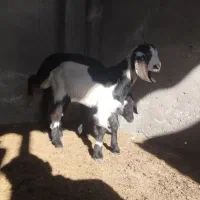 یک راس بزغاله نر|حیوانات مزرعه|سیمین شهر, |دیوار