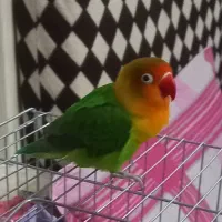 طوطی برزیلی نر