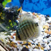 ماهی دیسکس با اکواریوم شرکتی