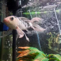 ماهی کوی اصیل|ماهی|ری, دولتآباد|دیوار