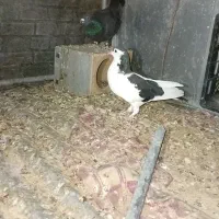 مجسمه کبوتر
