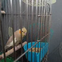 عروس هلندی ماده