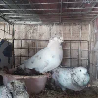 کوفتر|پرنده|برخوار, |دیوار