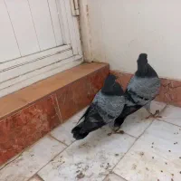 طوقی سفید بیزککیل و تیدی نر و چهار جوجه|پرنده|اردبیل, |دیوار