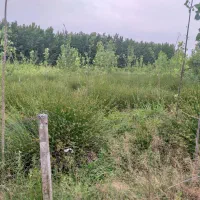 زمین روستایی با مجوز ساخت از بنیاد مسکن