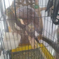 سه عدد عروس دستی|پرنده|اقبالیه, |دیوار