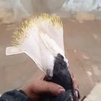 نرماده کلاغ دم سفید عروسک|پرنده|کرمان, |دیوار