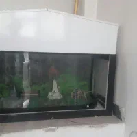 آکواریم|ماهی|کرمانشاه, |دیوار