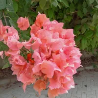 فروش انواع نهال فقط به صورت عمده|خدمات باغبانی و درختکاری|بندرعباس, |دیوار