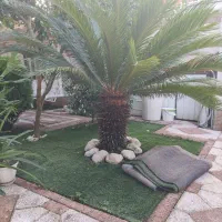دو عدد گل سیکاس هم اندازه و بالغ