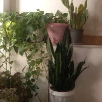 انواع گل|گل و گیاه طبیعی|خرمدره, |دیوار