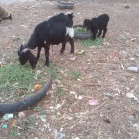 بزغاله نر|حیوانات مزرعه|بیرجند, |دیوار