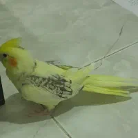 عروس هلندی|پرنده|تهران, خلیج فارس|دیوار