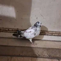 کفتر تهرانی یجایی