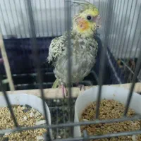 جوجه عروس هلندی