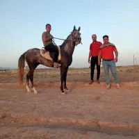 نریان ترکمن و کره نریان ترکمن|اسب و تجهیزات اسبسواری|کاشمر, |دیوار