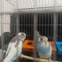 مرغ عشق اسپانگل و فلو رامشیر|پرنده|رامشیر, |دیوار