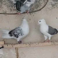 کبوتر شونی طوقی