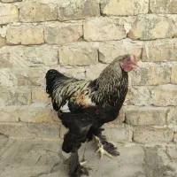 خروس برهما