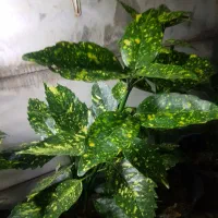 حراج گل و گیاه|حراج|همدان, |دیوار