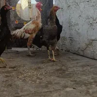 مرغ و خروس لاری حسابی