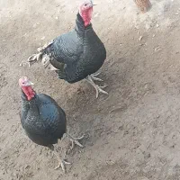 بوقلمون نر وماده گوشتی محلی