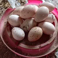 تخم بوقلمون نطفه دار نژاد برنزه