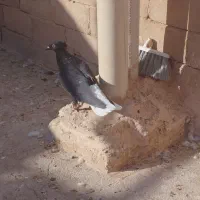 کبوترپرشی|پرنده|سبزوار, قاضی زاد|دیوار