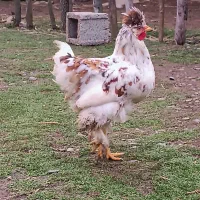 خروس کاکلی ۵ ماهه|حیوانات مزرعه|رشت, قاسمیه|دیوار