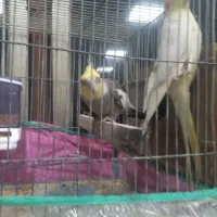 عروس هلندی|پرنده|اردبیل, |دیوار