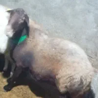 گوسفند آبستن سه ماه نیم  سنو‌شده قزل افشار دوقلو|حیوانات مزرعه|مینودشت, |دیوار