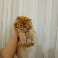 گربه پرشین|گربه|کهریزک, |دیوار