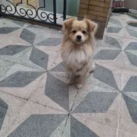 پامر خرسی عروسکی