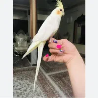 عروس هلندی گم شده یابنده مژدگانی خوبی میدهم