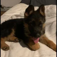 واگذاری ژرمن