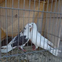 1 جفت مفلق|پرنده|اصفهان, جاوان|دیوار