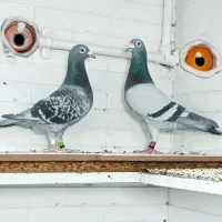 جفت پلاکی مسافت بلند