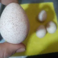 بوقلمون|حیوانات مزرعه|ورامین, ورامین|دیوار