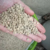 نخود عدس|خوردنی و آشامیدنی|ملارد, |دیوار