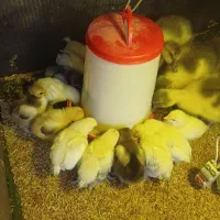 جوجه برهما|حیوانات مزرعه|آمل, |دیوار