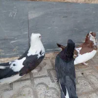 کبوتر
