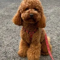 واگذاری سگ توله پودل اصیل زیبا|سگ|کرمان, |دیوار