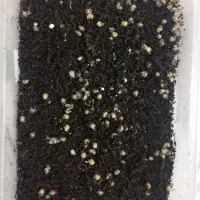 حلزون فروشی